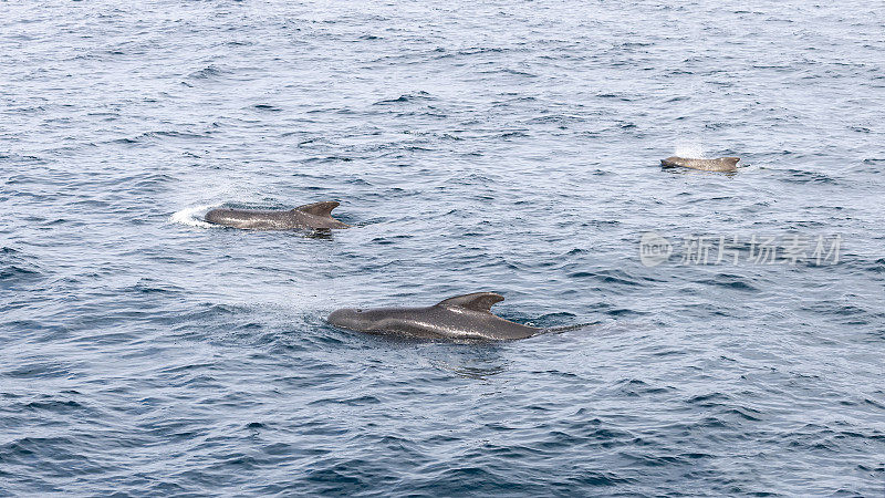 三只成年领航鲸(Globicephala melas)在挪威海的纹理蓝色中航行时，优雅地进行了研究